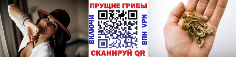 Псилоцибиновые грибы ЛСД  где купить наркоту  гидра ссылка  Саранск 