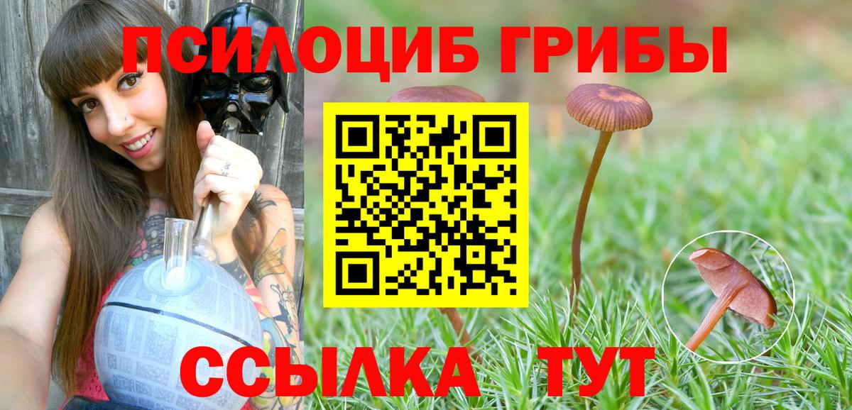 Саранск  Псилоцибиновые грибы мицелий  Вход с VPN  Псилоцибиновые грибы Cubensis 